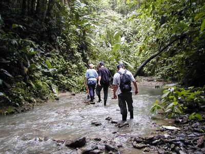 Beim Wandern in Costa Rica gehören Flussdurchquerungen und schmale Regenwaldpfade vielerorts zum Abenteuer