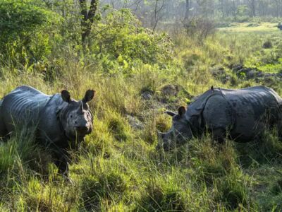 Nashörner im Chitwan Nationalpark