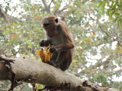 Wir hoffen, dass wir ihn nicht beim Frühstücken gestört haben...