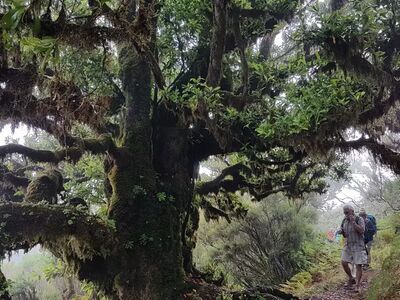 Der UNESCO-geschützte Lorbeerwald „Laurisilva“ gehört zu den ältesten Wäldern Europas und zählt zu den eindrucksvollsten Naturerlebnissen auf Madeira