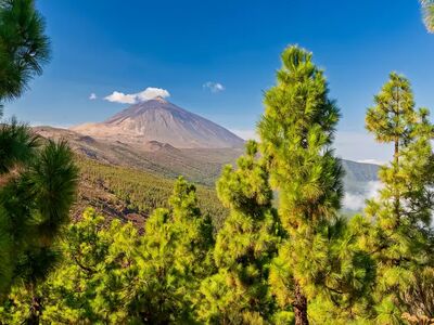 Durch kanarische Kiefern und karge Vulkanlandschaften hinauf zum Teide – mit 3.715 Metern der höchste Berg Spaniens