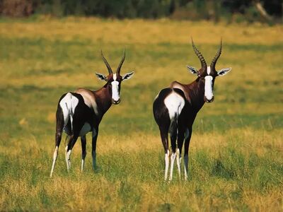 Antilopen in freier Wildbahn