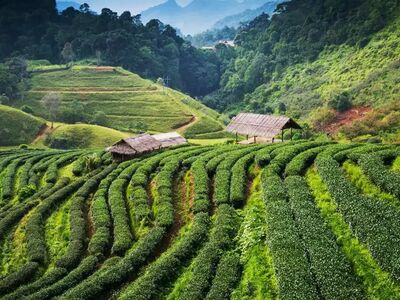 Entdecken Sie weitere Inspirationen rund ums Wandern in Sri Lanka – von der besten Reisezeit über die schönsten Sehenswürdigkeiten bis zu unseren geführten Wanderreisen