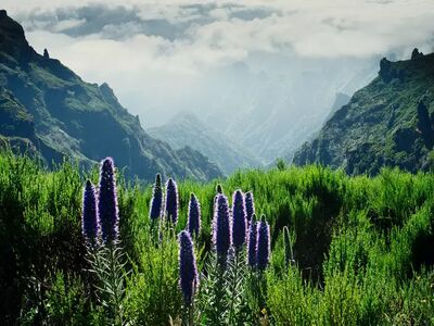 Dank des ganzjährig milden Klimas und der üppigen Vegetation ist Madeira zu jeder Jahreszeit ein faszinierendes Wanderziel