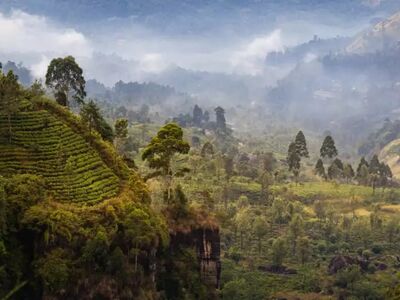 Das Hochland rund um Ella und Nuwara Eliya zählt zu den schönsten Wanderregionen Sri Lankas