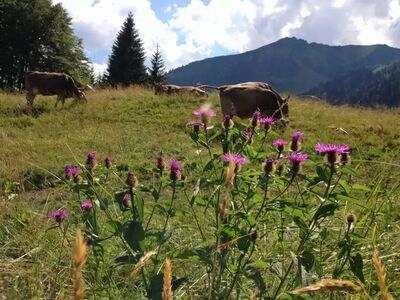 Blühende Almen, gemütliche Hütten und aussichtsreiche Wege machen das Allgäu zum idealen Einstiegsgebiet für erste Hüttenwanderungen