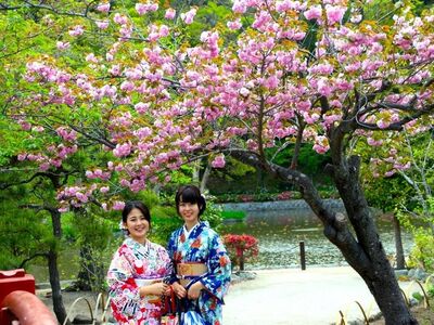 Nicht umsonst so berühmt: die wunderschöne Japanische Kirschblüte
