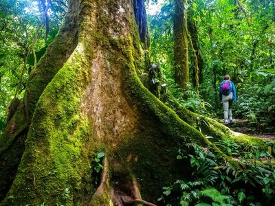 Gigantische Urwaldbäume, tropischer Regenwald und unberührte Natur machen jede Wanderung in Costa Rica zu einem unvergesslichen Erlebnis