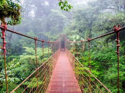 Hängebrücken führen Wanderer mitten durch den tropischen Regenwald Costa Ricas