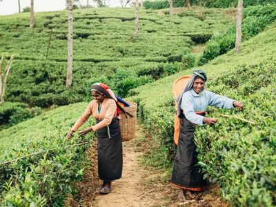 Zwischen sattgrünen Teeplantagen erleben Wanderer rund um Nuwara Eliya eine der bekanntesten Kulturlandschaften Sri Lankas