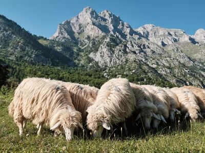 Unsere mega-sympathischen, zotteligen Begleiter in den Albanischen Alpen
