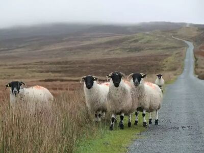 Ob auf Wanderwegen oder kleinen Nebenstraßen – in Donegal haben Schafe meist Vorfahrt