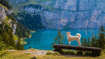 Die schönsten Wandererlebnisse entstehen dort, wo Mensch und Hund gemeinsam die Berge entdecken