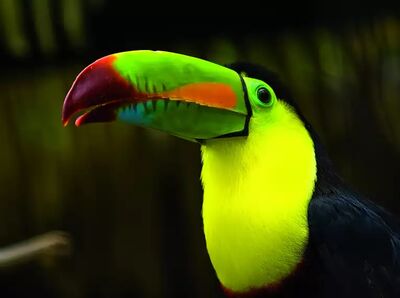 Leuchtende Farben im grünen Dschungel: farbenprächtiger Tukan im Regenwald Costa Ricas