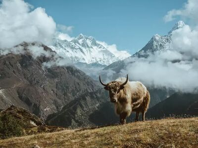 Freundliche Begleiter im Everest Gebiet
