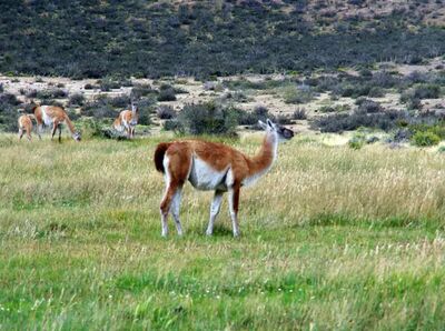 Guanakos gehören zu den typischen Bewohnern Patagoniens und lassen sich bei Trekkingtouren häufig beobachten