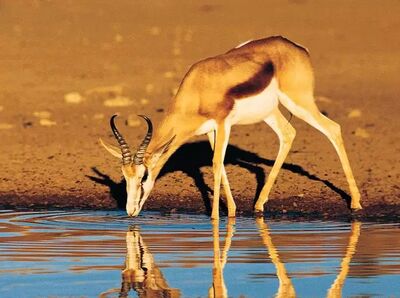 Impala an der Wasserstelle