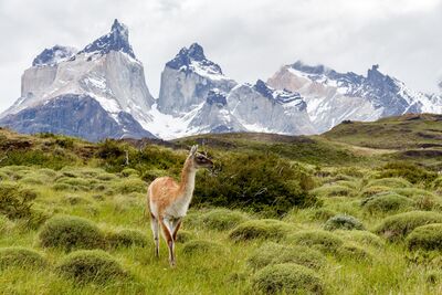 Guanakos gehören zu den typischen Bewohnern des Torres-del-Paine-Nationalparks in Patagonien
