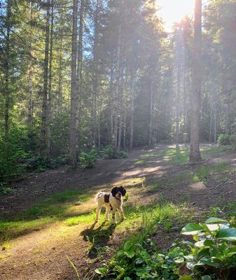 Ob Genusswanderung oder Alpenüberquerung – entdecken Sie unsere Wanderreisen mit Hund
