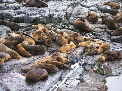 Neben Guanakos und Kondoren lassen sich in Chile auch Seelöwen und viele weitere Tiere in freier Wildbahn beobachten