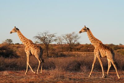 Die Kalahari - eine Wüste, aber dennoch nicht unbewohnt