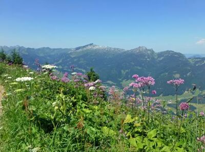 Blühende Almwiesen, aussichtsreiche Höhenwege und die beeindruckende Bergwelt der Allgäuer Alpen machen das Allgäu zu einer der schönsten Wanderregionen Deutschlands