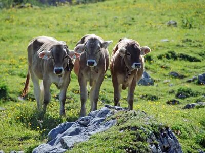 Bevor es losgeht, bleiben meist noch ein paar Fragen offen – unsere neugierigen Alm-Bewohner würden sie vermutlich genauso stellen