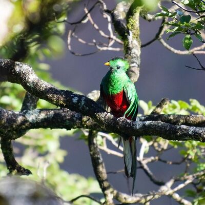 Wir haben ihn entdeckt: den schillernden Göttervogel Quetzal
