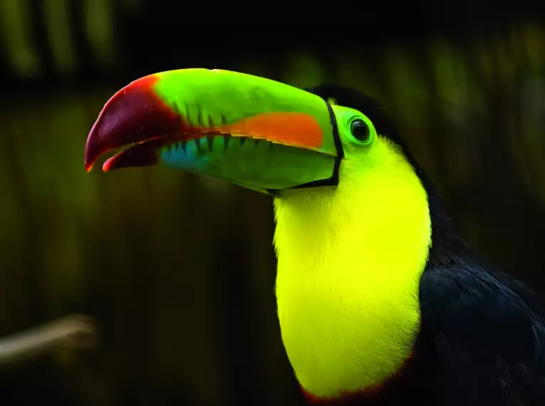 Leuchtende Farben im grünen Dschungel: farbenprächtiger Tukan im Regenwald Costa Ricas