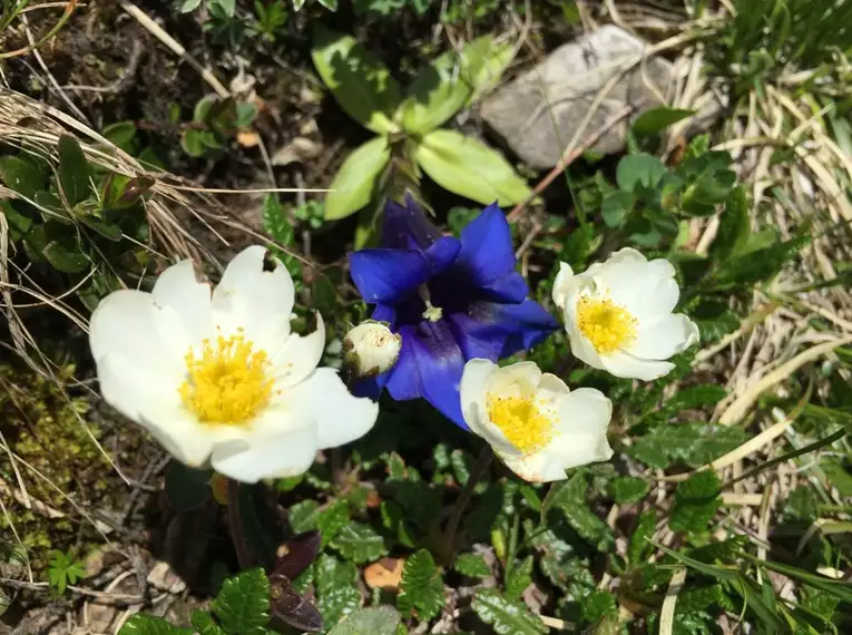Von der Frühlingsblüte auf den Almwiesen bis zu klaren Herbsttagen bietet jede Jahreszeit ihren ganz eigenen Reiz zum Wandern im Allgäu
