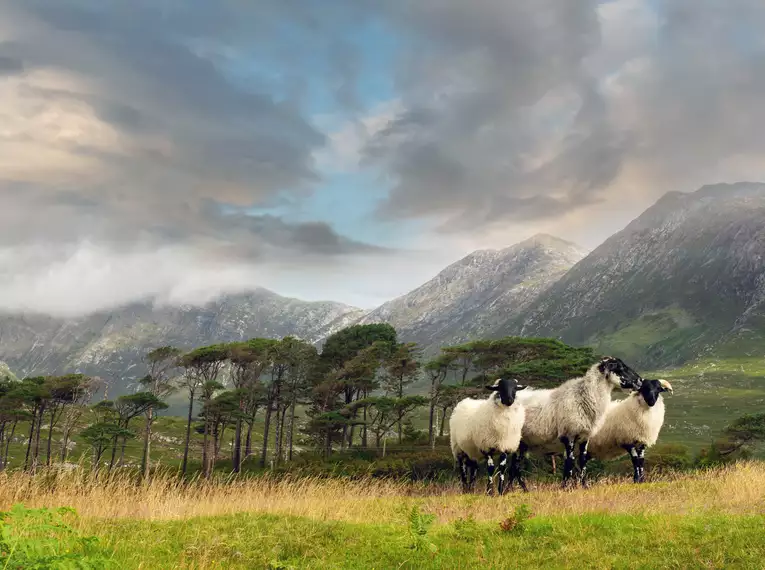 Unsere kuscheligen Begleiter