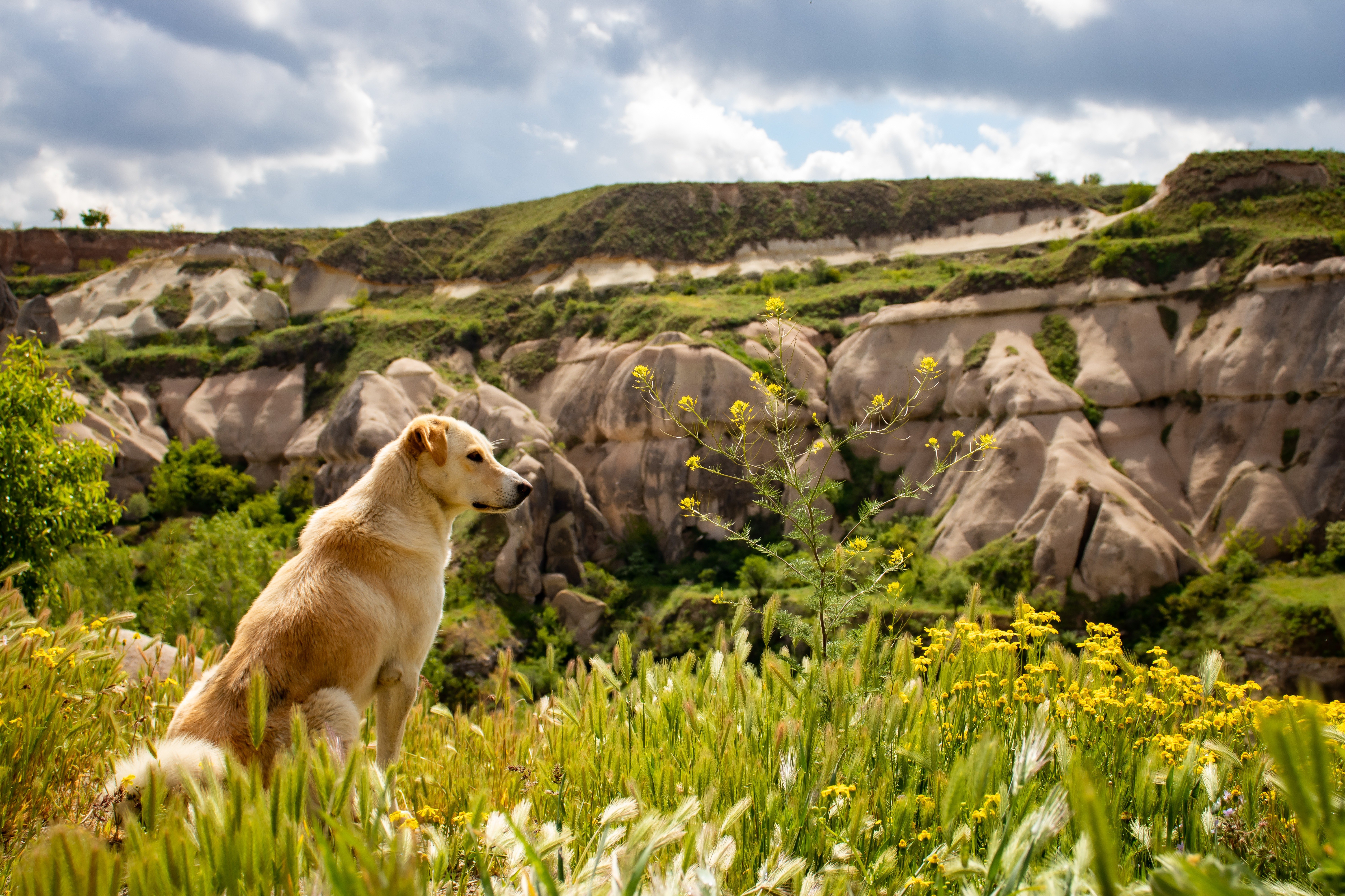 Wandern mit Hund bedeutet mehr als Bewegung – es sind gemeinsame Erlebnisse, die lange in Erinnerung bleiben
