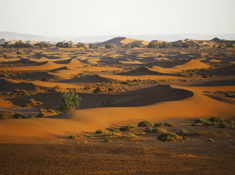 Sahara-Wüstenlandschaft bei Sonnenuntergang Sanddünen der Sahara mit Vegetation unter der Abendsonne.