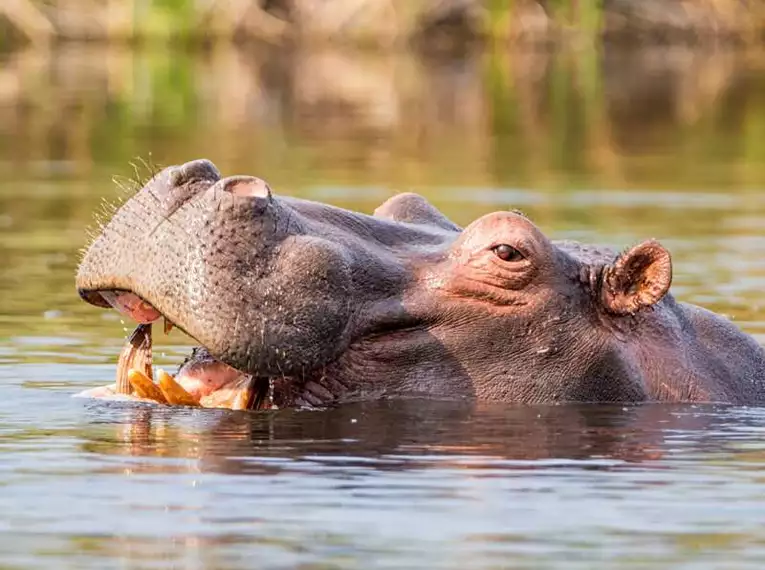 Südafrika - Drakensberge & Safari im Nordosten