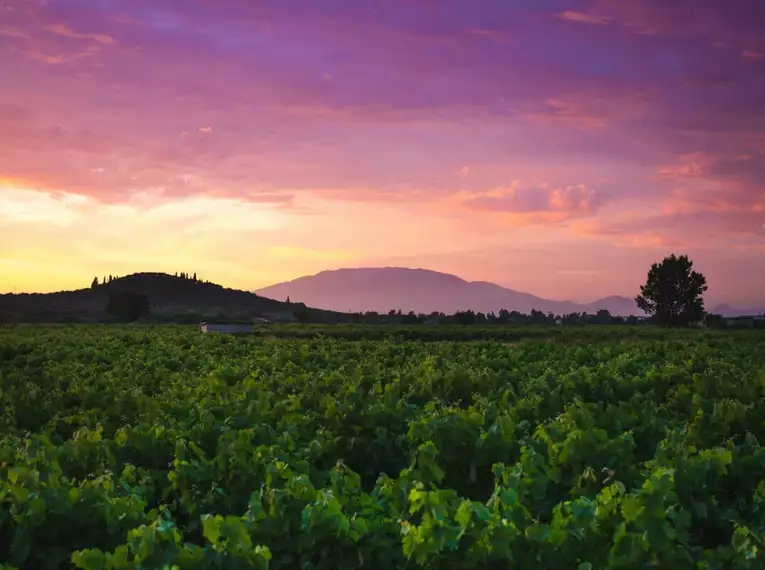 Romantischer Sonnenuntergang über Weinbergen Romantische Abendstimmung mit farbenfrohem Himmel über grünen Weinreben auf Zakynthos.