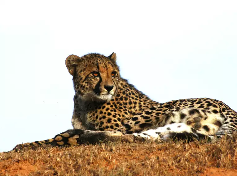 Südafrika komfortabel erwandern