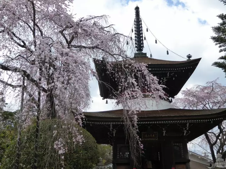 Japan: Kirschblüte vor einem traditionellen Tempel Kirschblütenbaum vor einem traditionellen Tempel in Japan, blauer Himmel im Hintergrund.