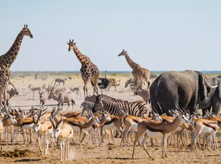 Allradsafari Angola & Namibia