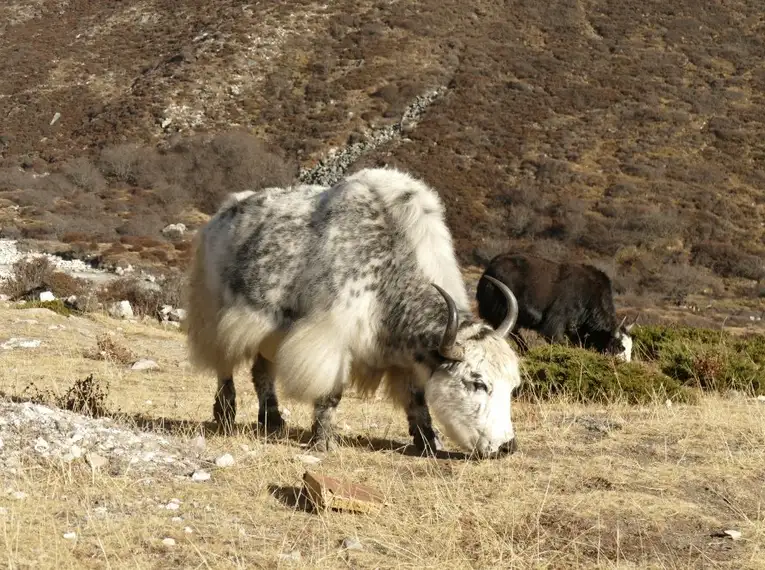 Ein Yak frisst Gras in der Berglandschaft Nepals.