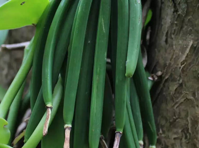 La Réunion: Ein Sinnesrausch im Herzen des Indischen Ozeans