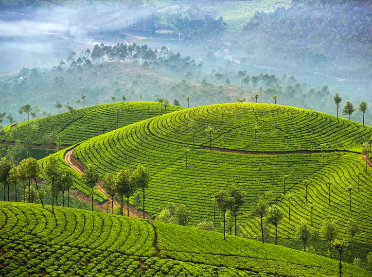 Üppige grüne Hügel voller Teeplantagen in Sri Lanka, ein faszinierendes Landschaftsbild.