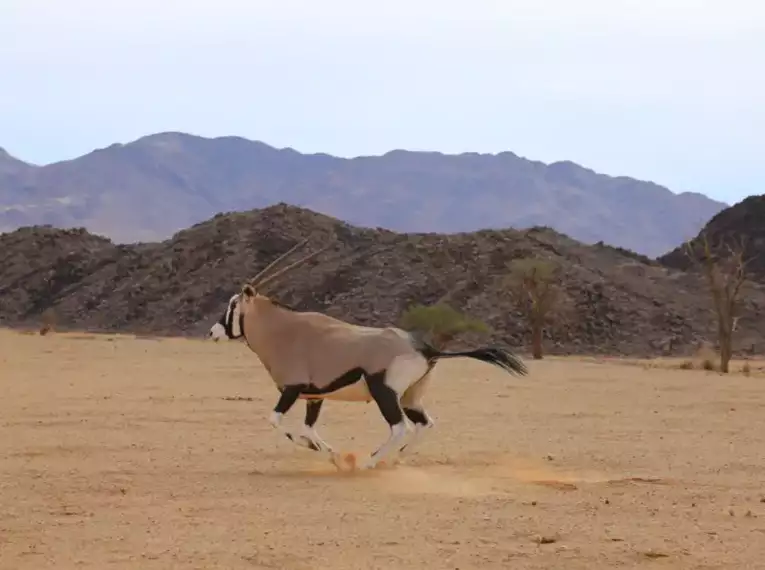 Namibia - die Wunderwelt der Wüsten