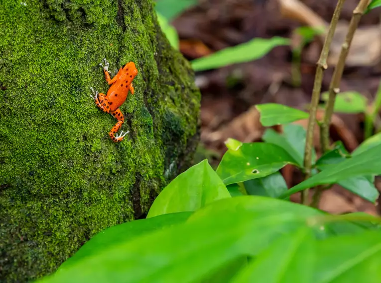 Costa Rica, Nicaragua & Panama gemütlich erwandern