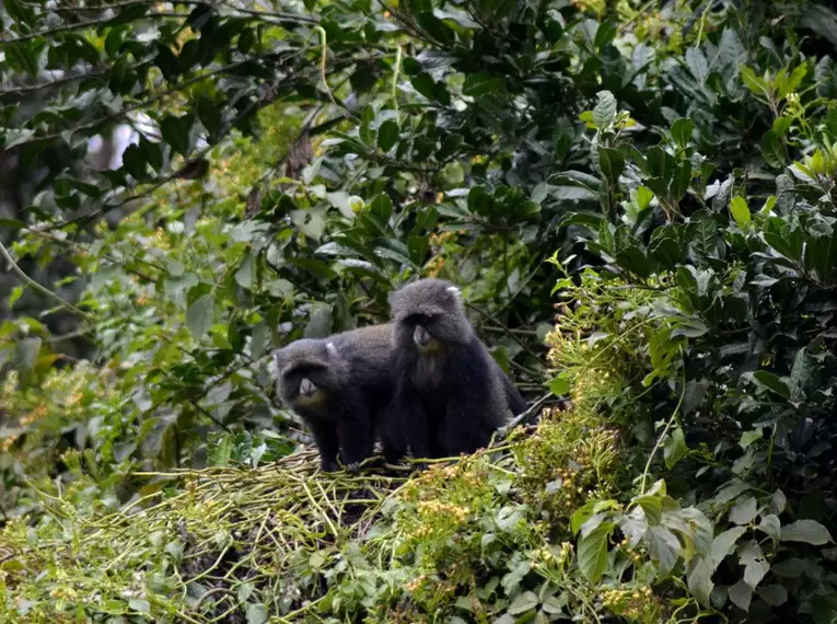 Kilimanjaro: Machame-Route (Southern Cicuit)