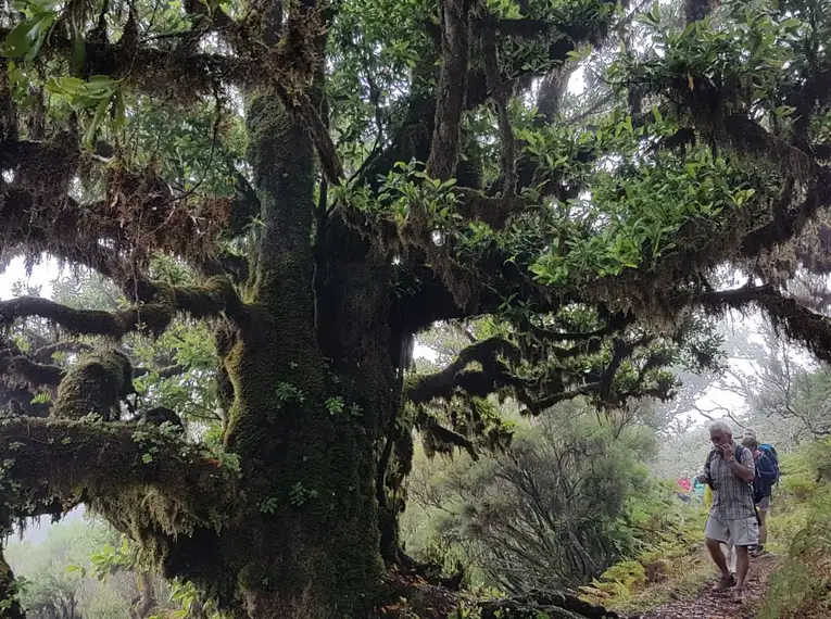 Madeira gemütlich erwandern – Bild 9