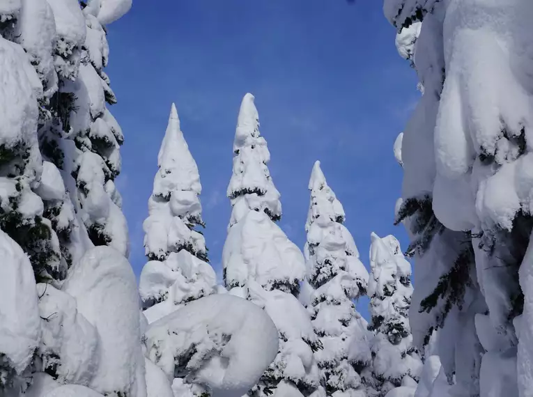 Skitourenreise Kanada – Coast Mountains & Burnie Glacier Chalet