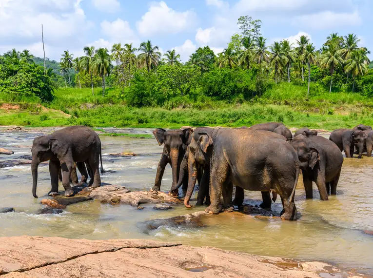 Eine Gruppe von Elefanten steht in einem Fluss, umgeben von tropischer Vegetation in Sri Lanka.
