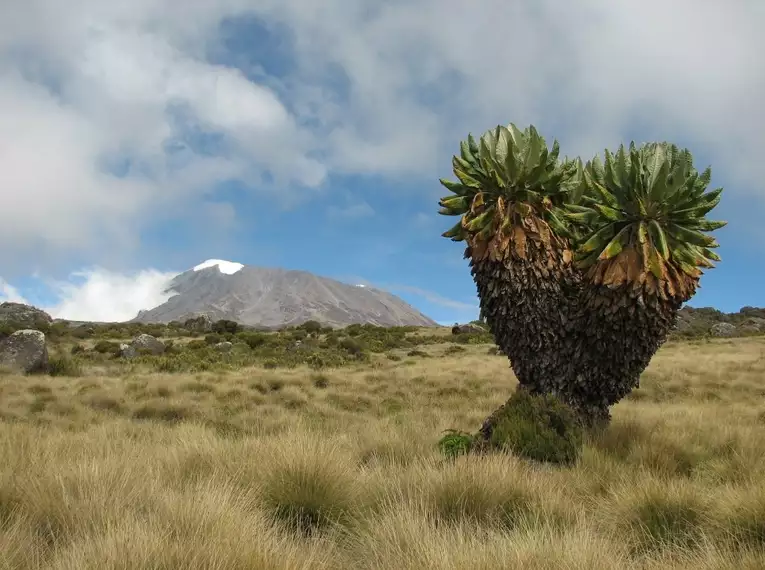 Kilimanjaro Lemosho-Route (Northern Circuit) - individuell