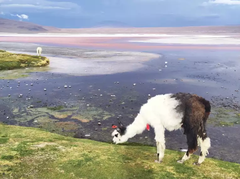 Lama in einer bunten Landschaft nahe eines Wasserreservoirs