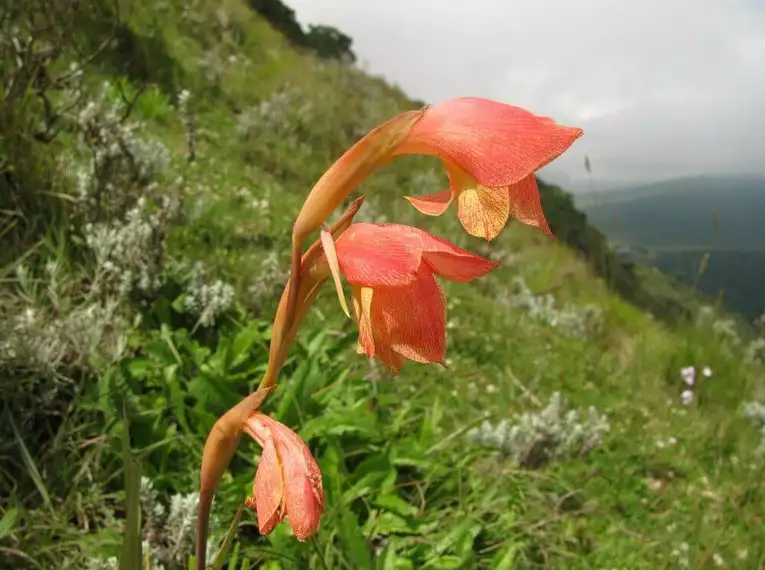Kilimanjaro individuell - Machame Route